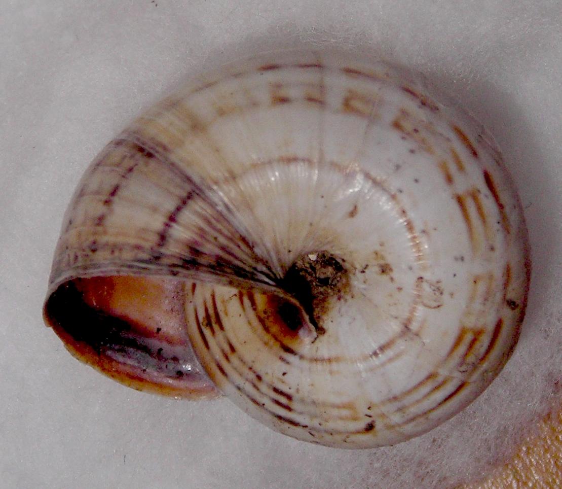 Cernuella sp.